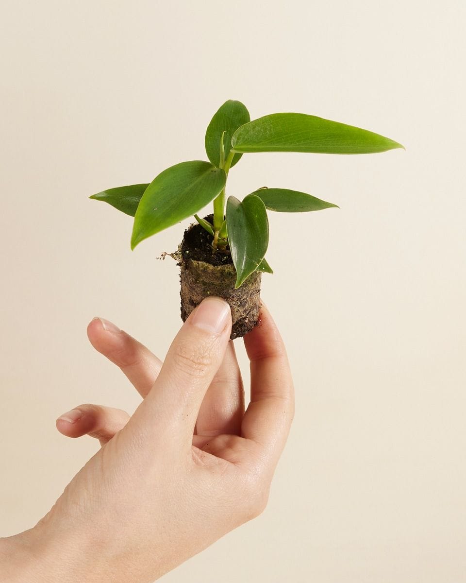 Baby Philodendron Baumfreund Ecuadorian