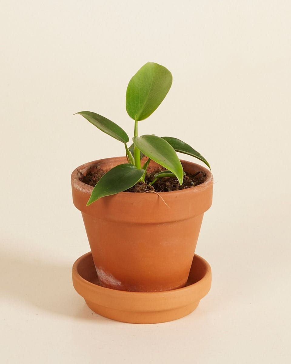 Baby Philodendron Baumfreund Ecuadorian