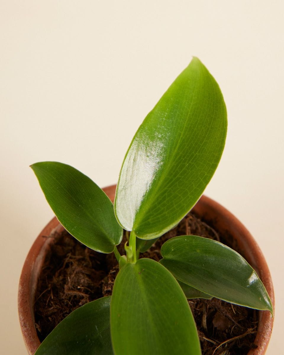 Baby Philodendron Baumfreund Ecuadorian