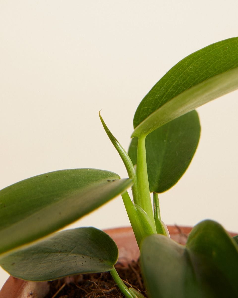Baby Philodendron Baumfreund Ecuadorian