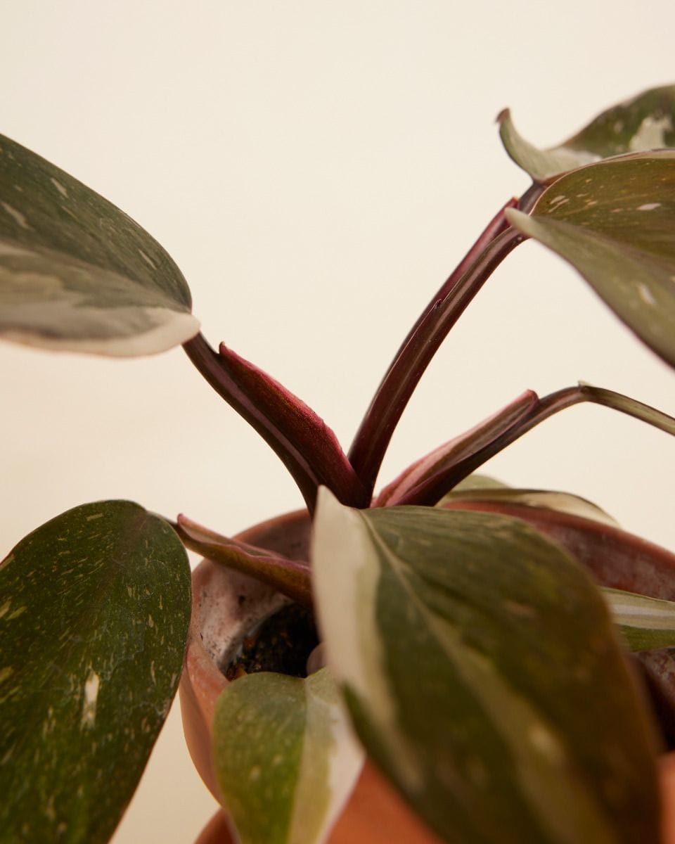 Bebé Philodendron Red Anderson