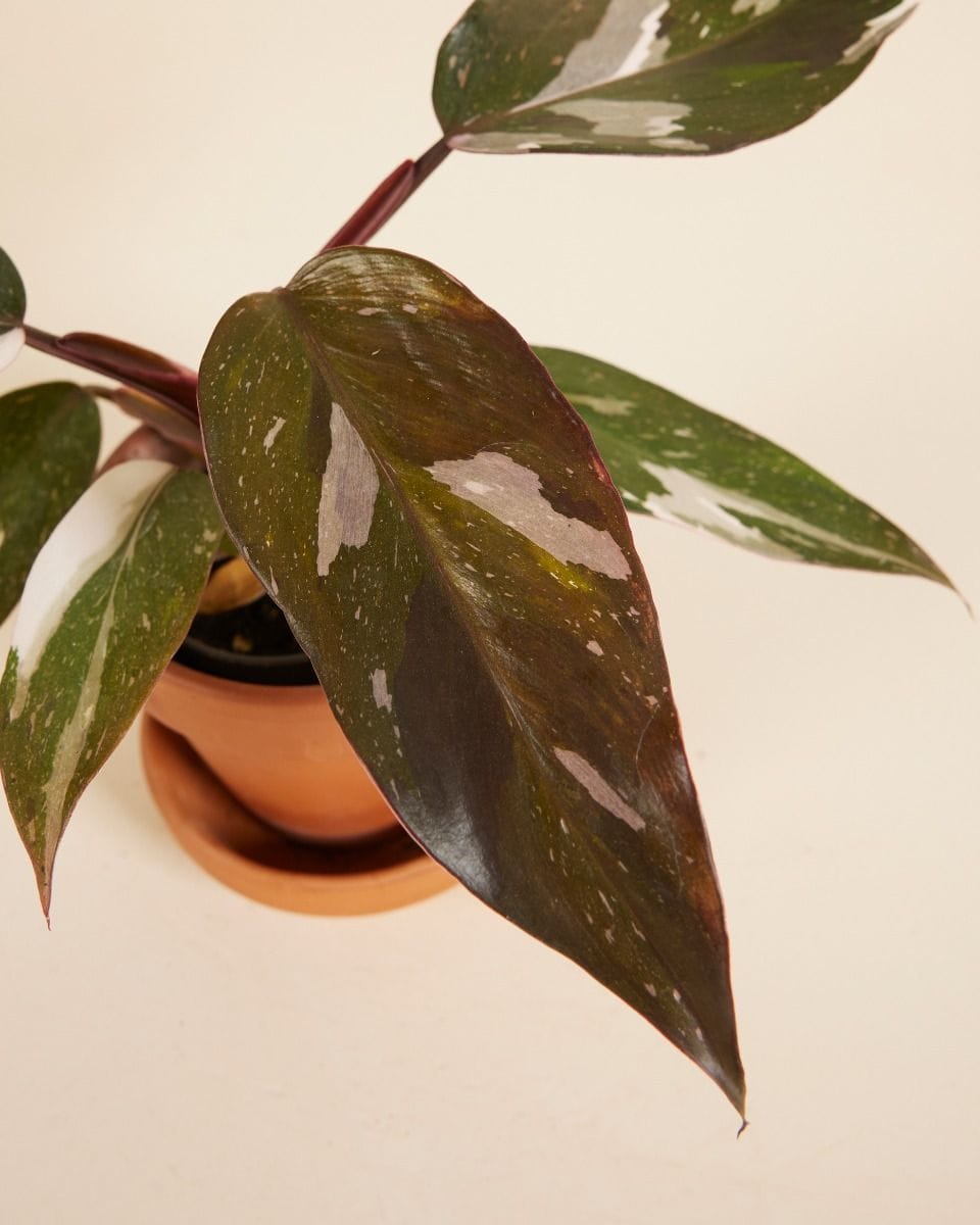 Bebé Philodendron Red Anderson