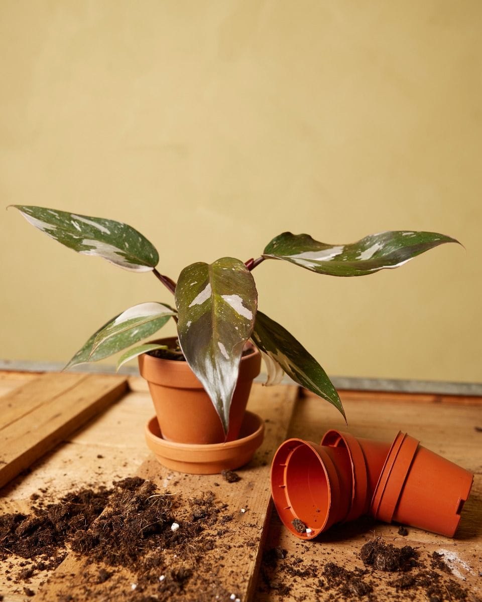Bebé Philodendron Red Anderson