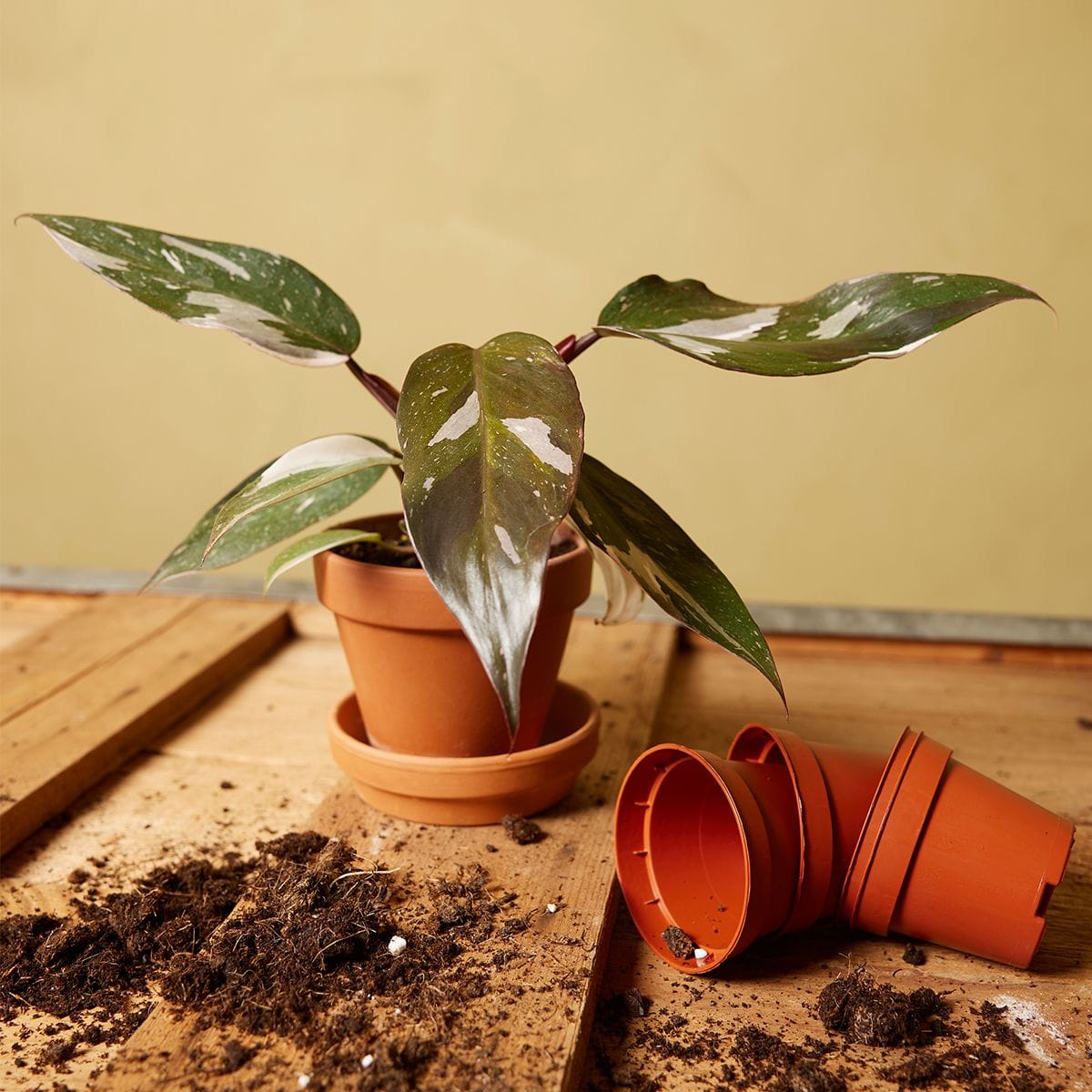 Bebé Philodendron Red Anderson