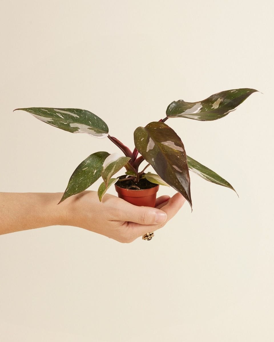 Bebé Philodendron Red Anderson