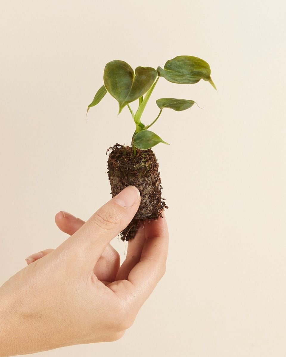Bebé Philodendron Lupinum