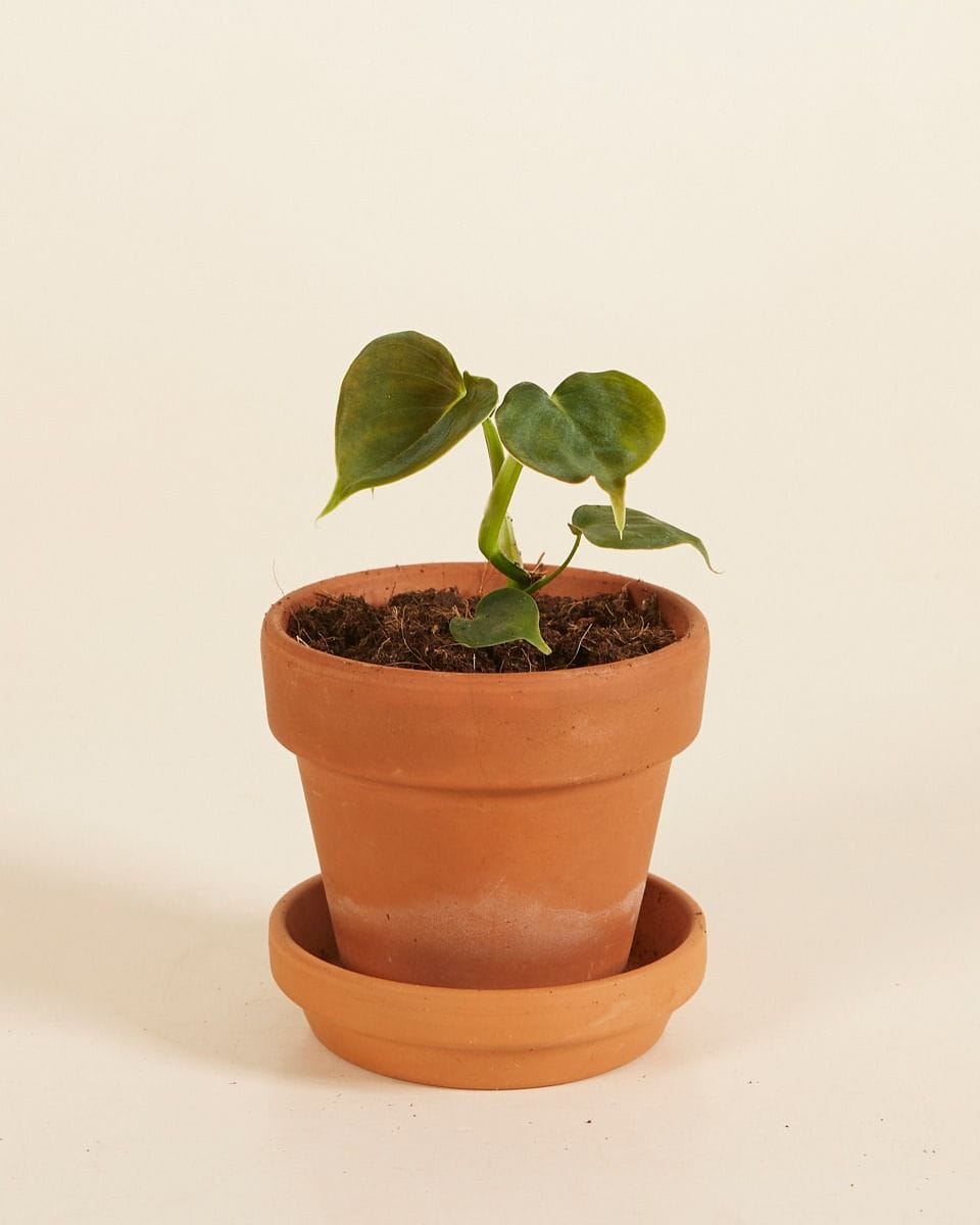 Bebé Philodendron Lupinum