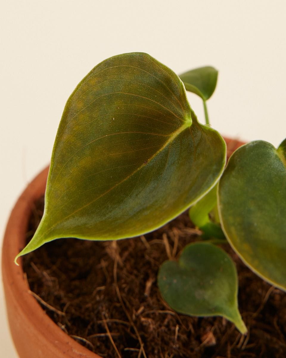 Bebé Philodendron Lupinum