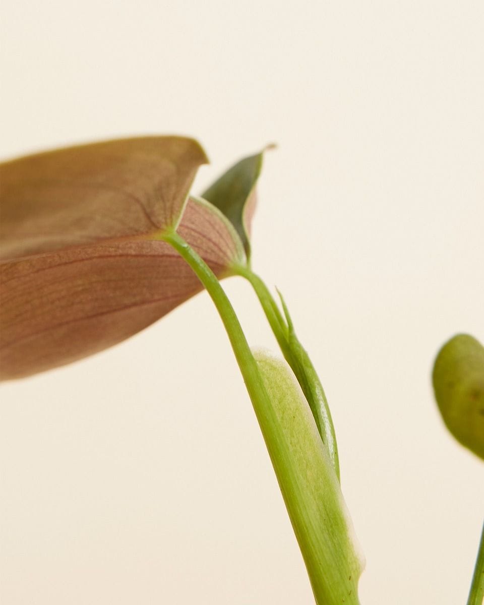 Bebé Philodendron Lupinum