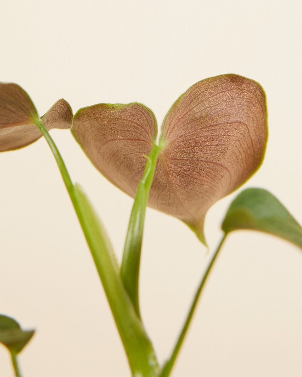 Bebé Philodendron Lupinum