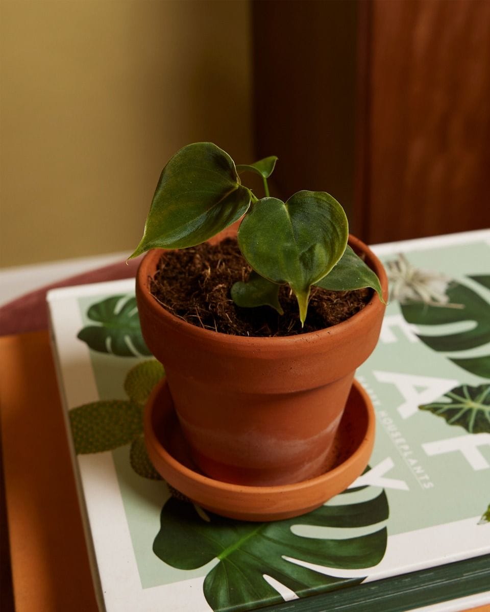Bebé Philodendron Lupinum