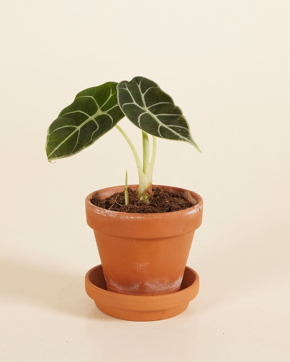 Baby Alocasia Watsonia