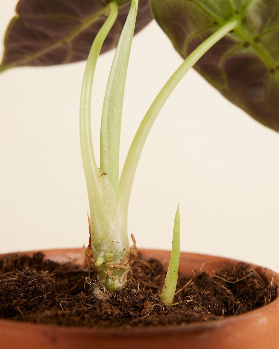 Baby Alocasia Watsonia