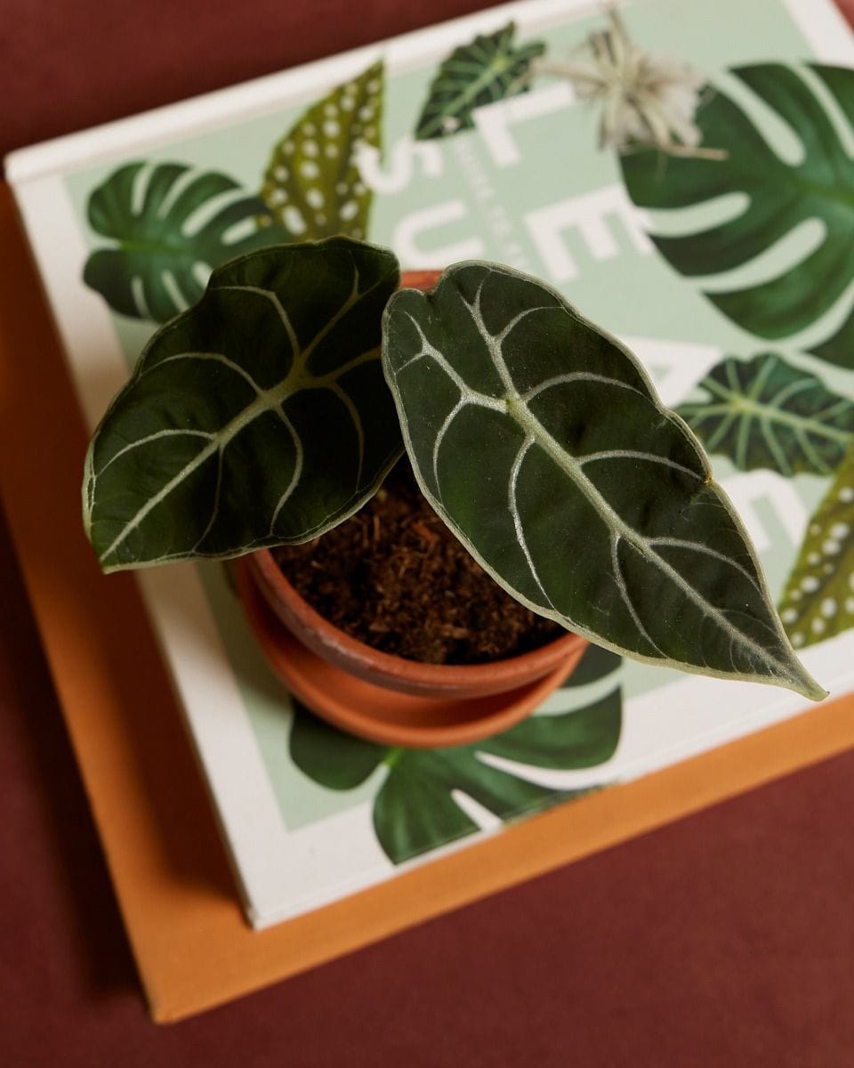 Baby Alocasia Watsonia