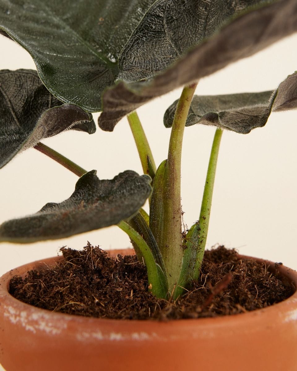 Bebé Alocasia Elephant Ears Antoro Velvet