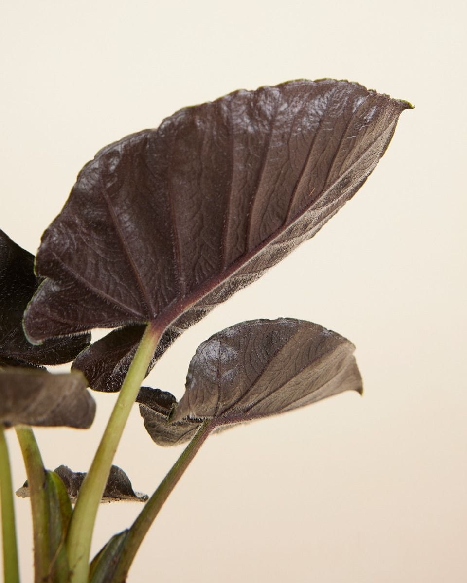 Bebé Alocasia Elephant Ears Antoro Velvet