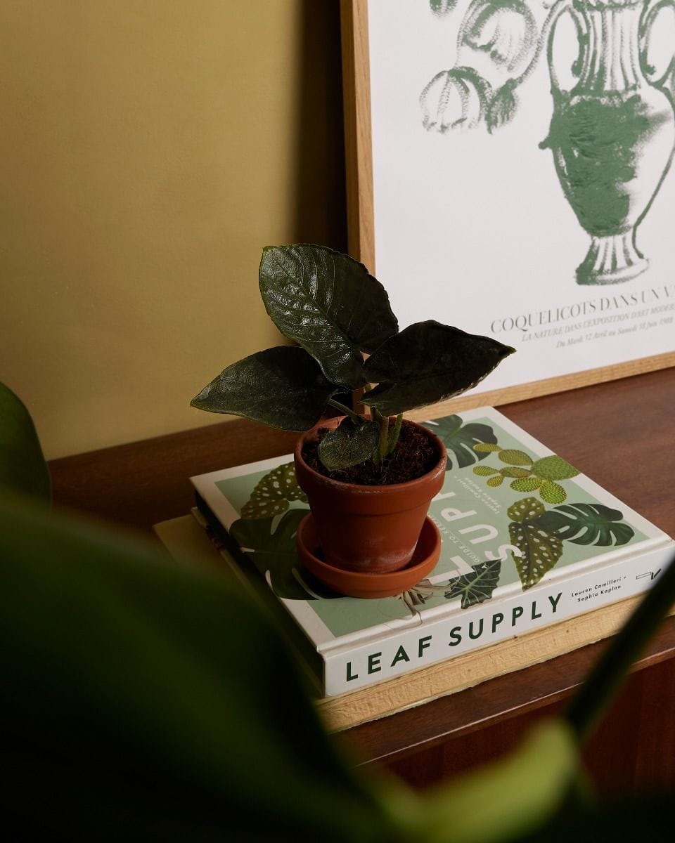 Bebé Alocasia Elephant Ears Antoro Velvet