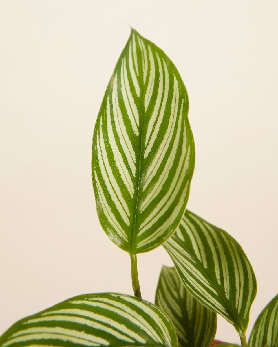 Bebé Calathea Prayer Plant Vittata