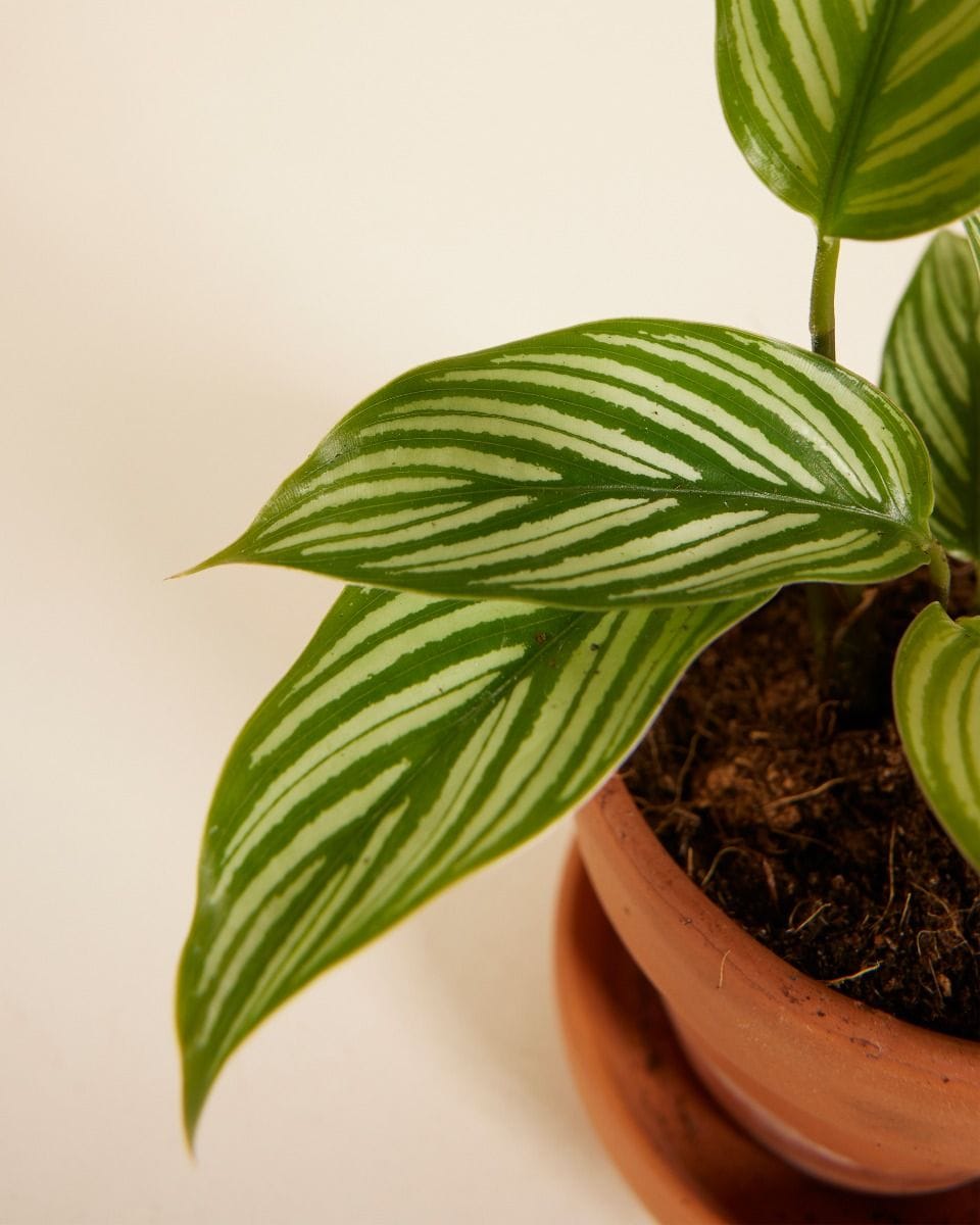 Bebé Calathea Prayer Plant Vittata
