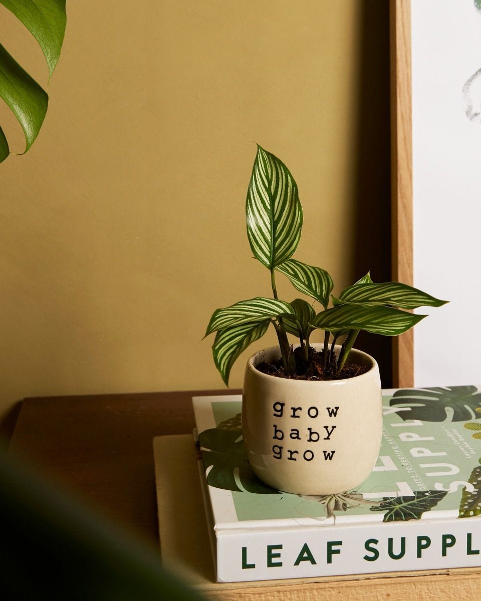 Bebé Calathea Prayer Plant Vittata