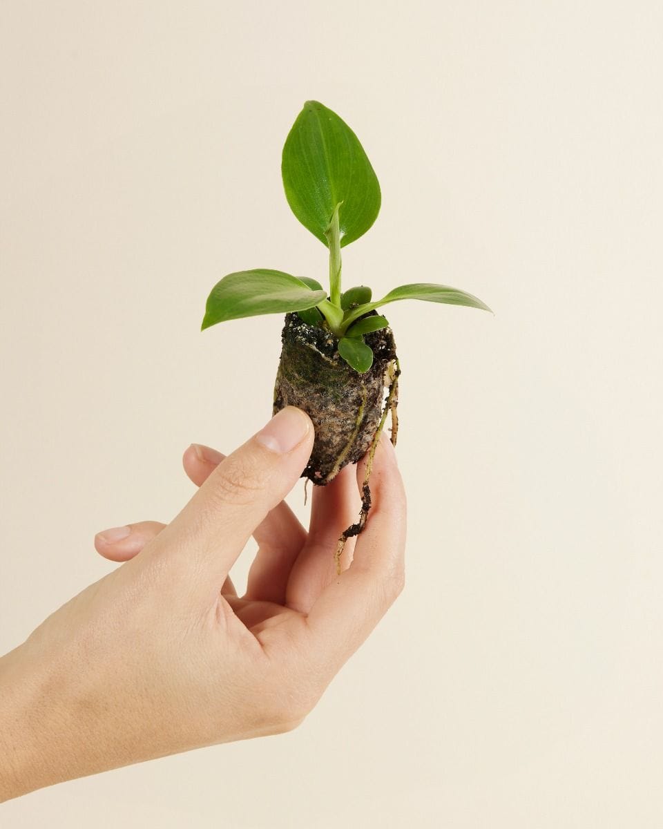 Baby Philodendron Pigskin Philodendron Rugosum Abberant
