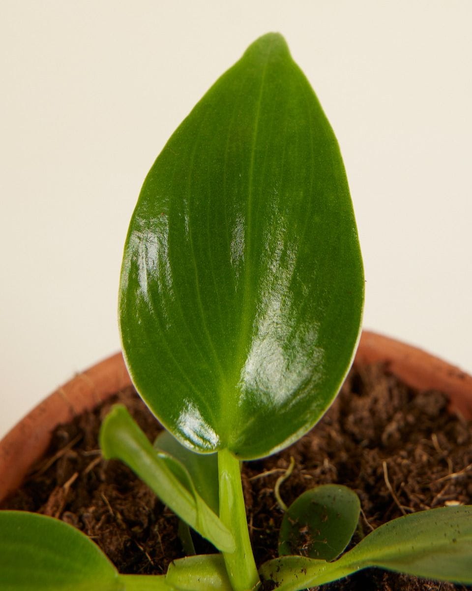 Baby Philodendron Pigskin Philodendron Rugosum Abberant