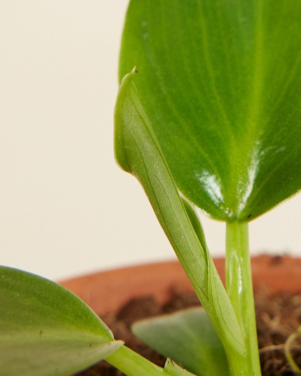Baby Philodendron Pigskin Philodendron Rugosum Abberant