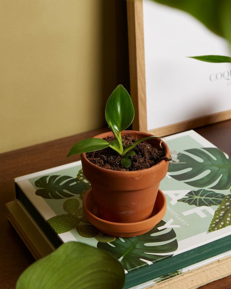 Baby Philodendron Pigskin Philodendron Rugosum Abberant