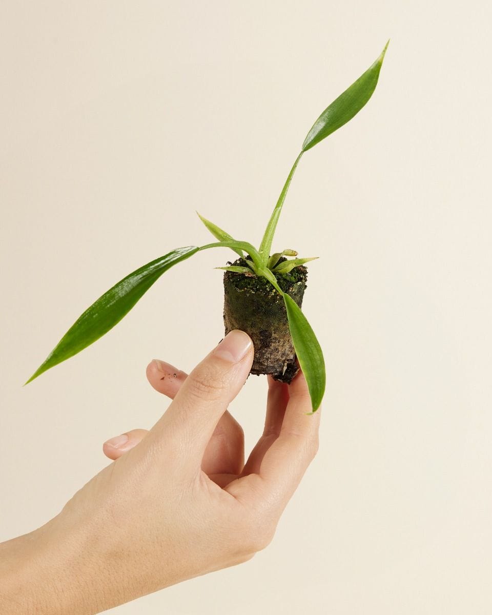 Baby Philodendron Holtonianum