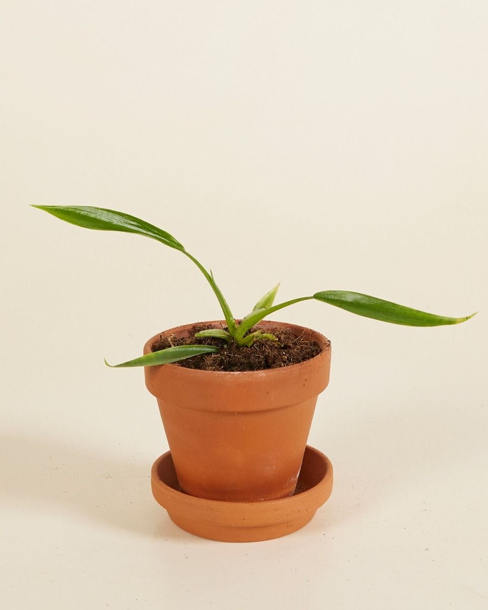 Baby Philodendron Holtonianum