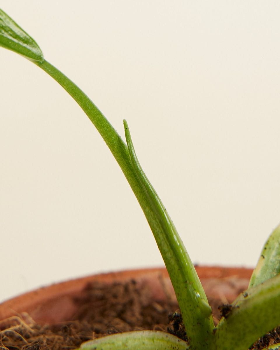 Baby Philodendron Holtonianum