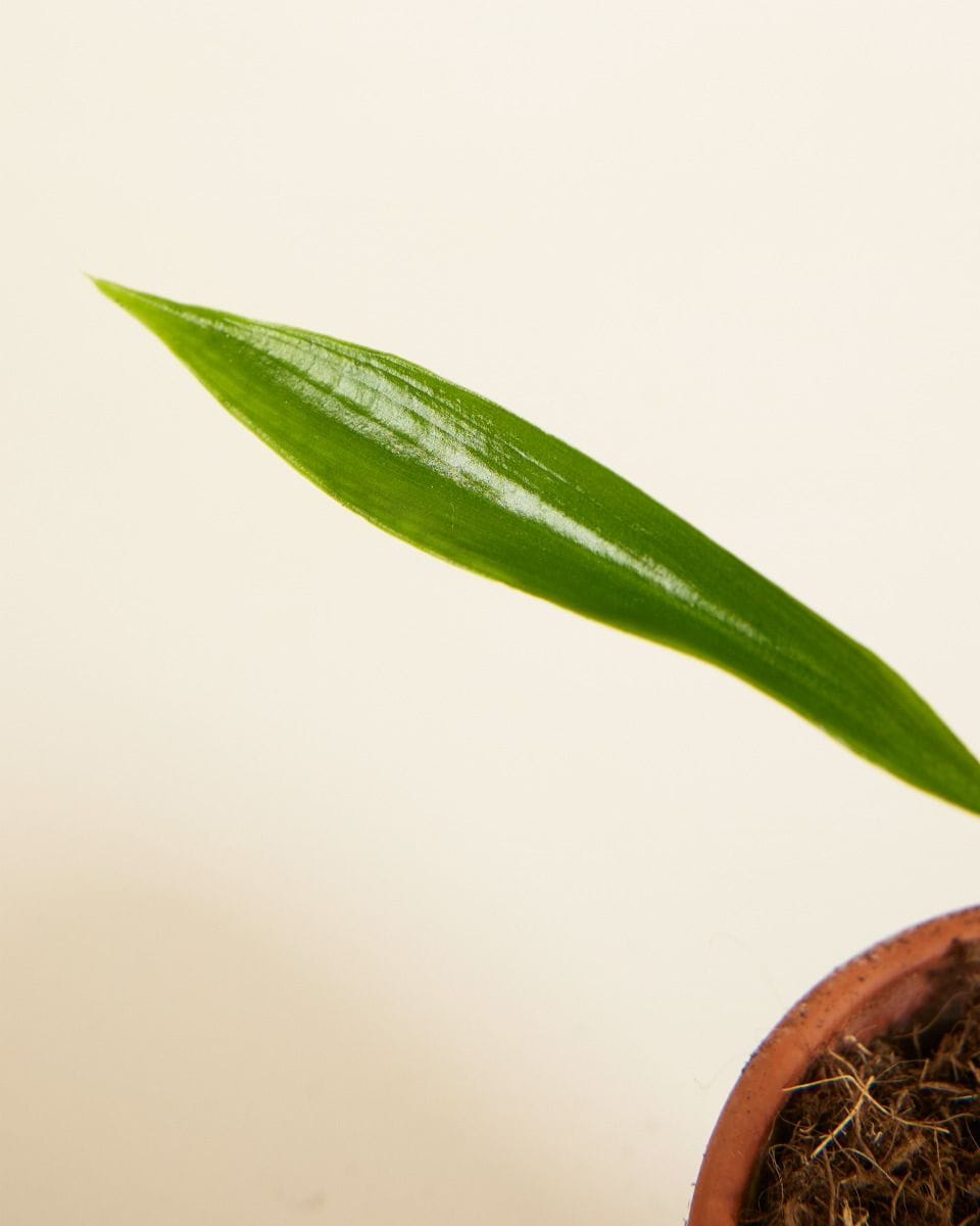 Baby Philodendron Holtonianum