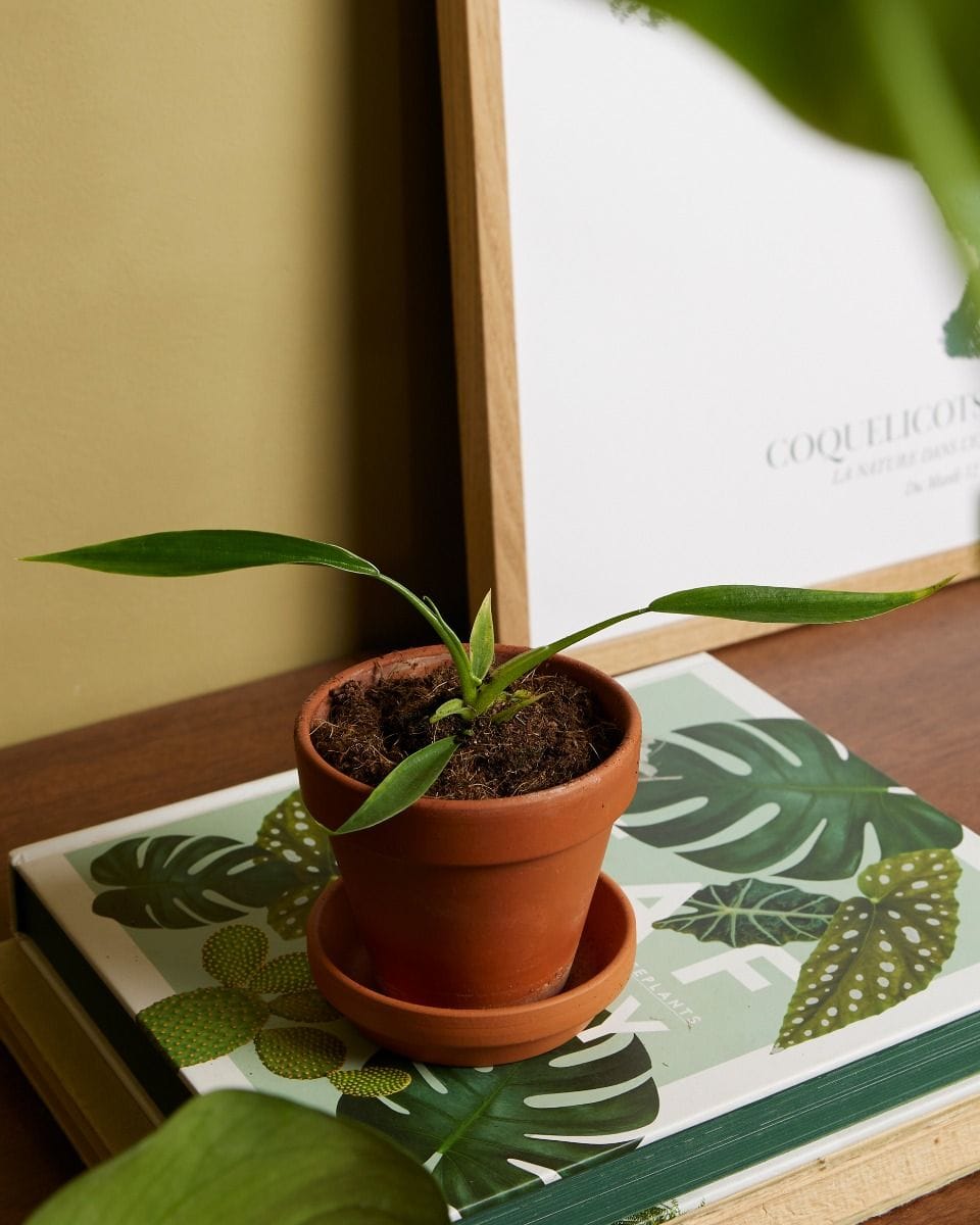 Baby Philodendron Holtonianum