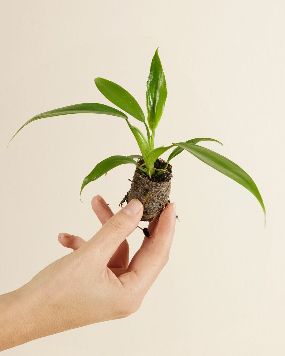 Baby Philodendron Panduriforme