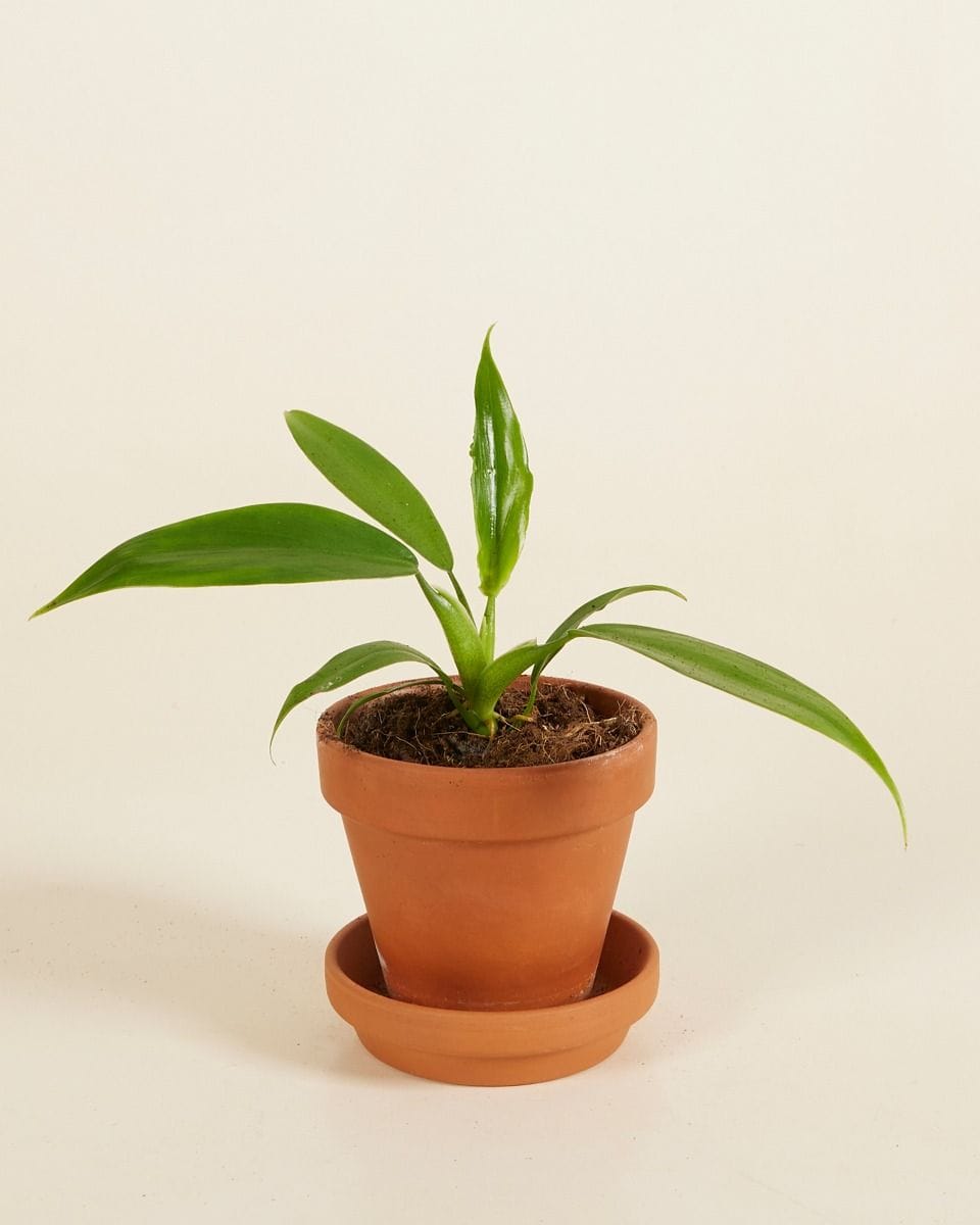 Baby Philodendron Panduriforme