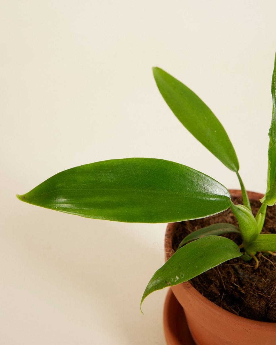 Baby Philodendron Panduriforme