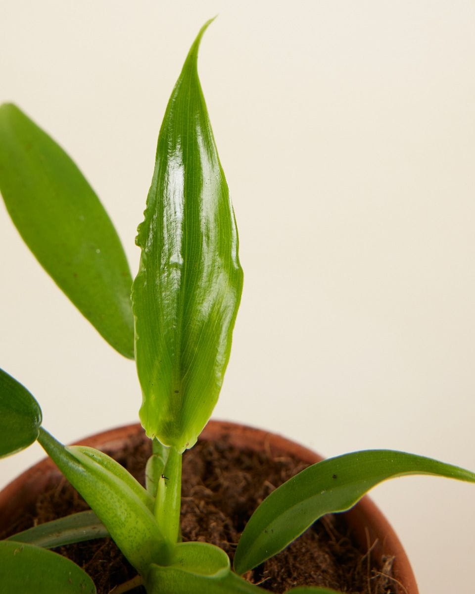 Baby Philodendron Panduriforme
