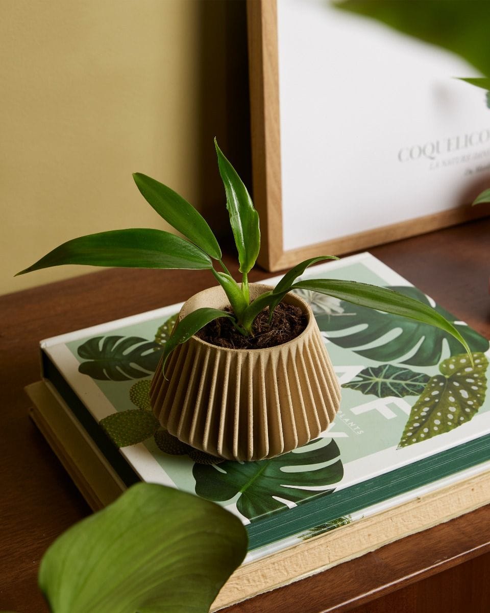 Baby Philodendron Panduriforme