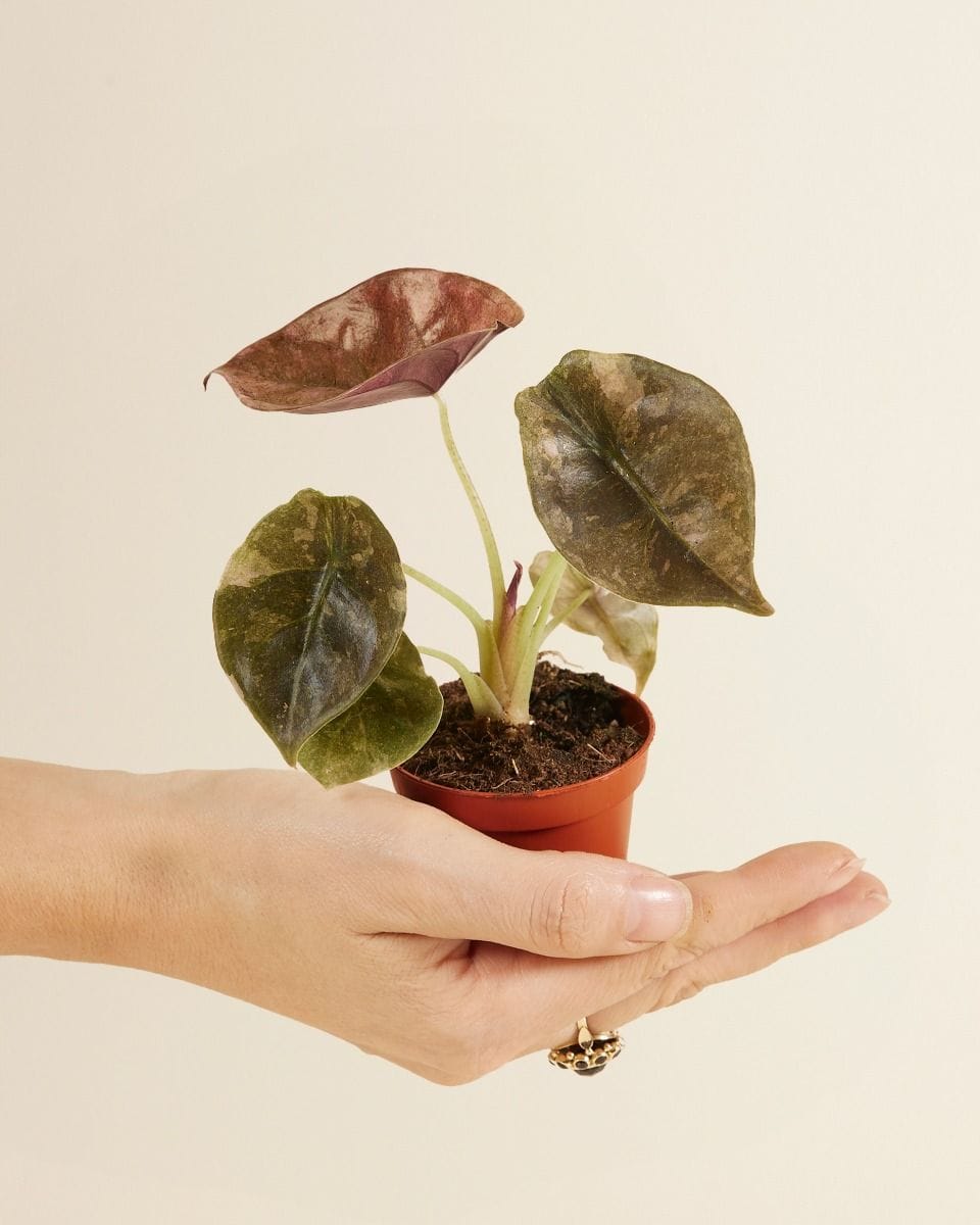 Baby Alocasia Red Secret Variegated