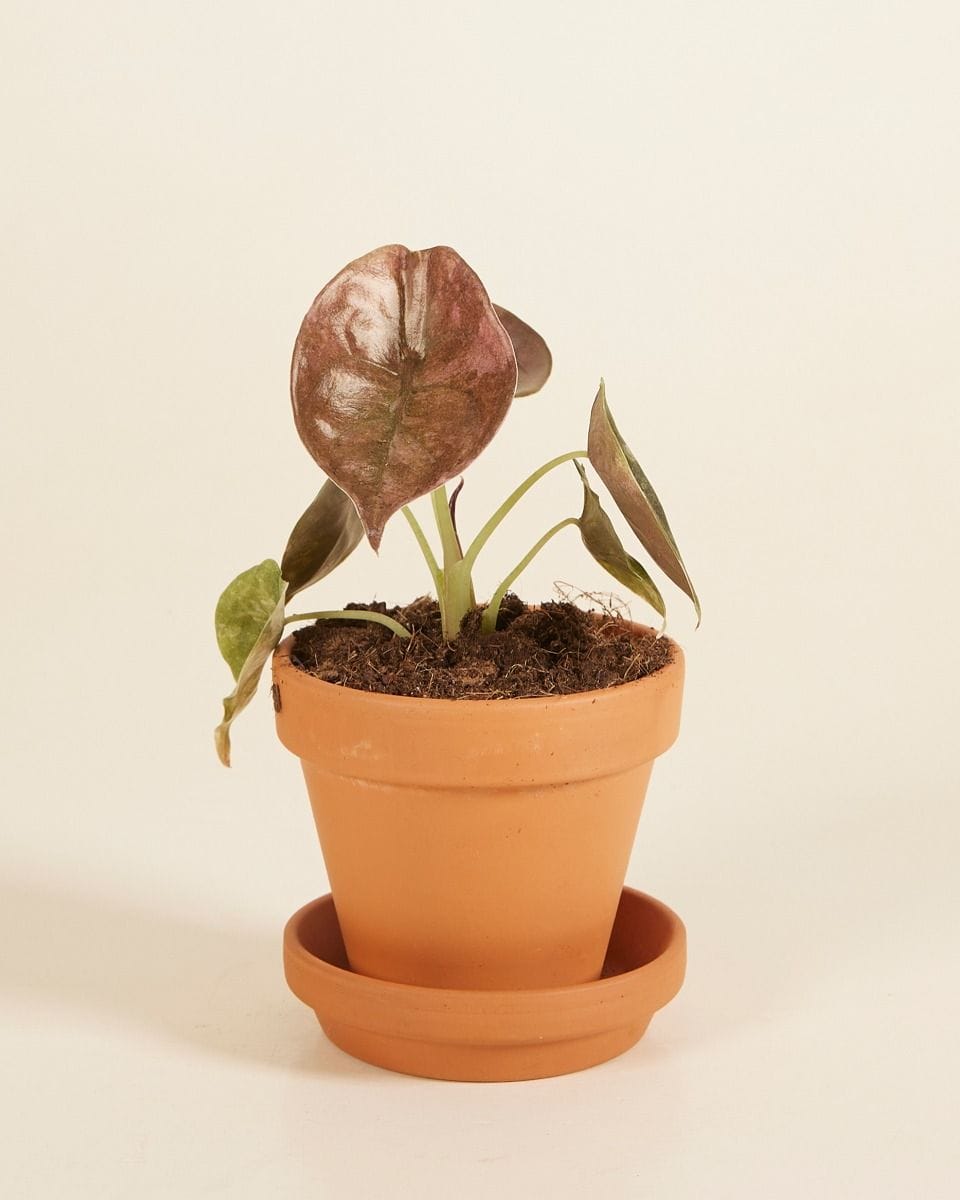 Baby Alocasia Red Secret Variegated