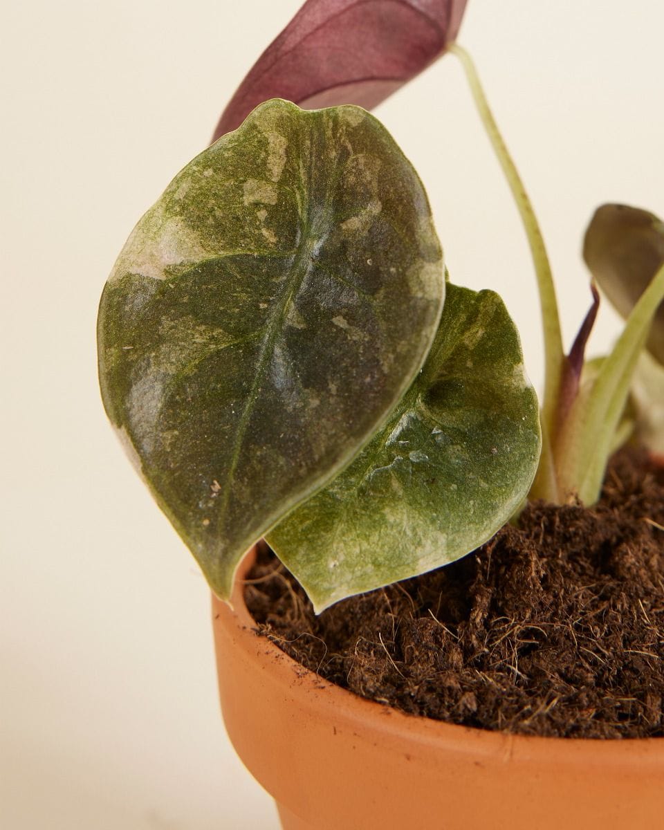 Baby Alocasia Red Secret Variegated