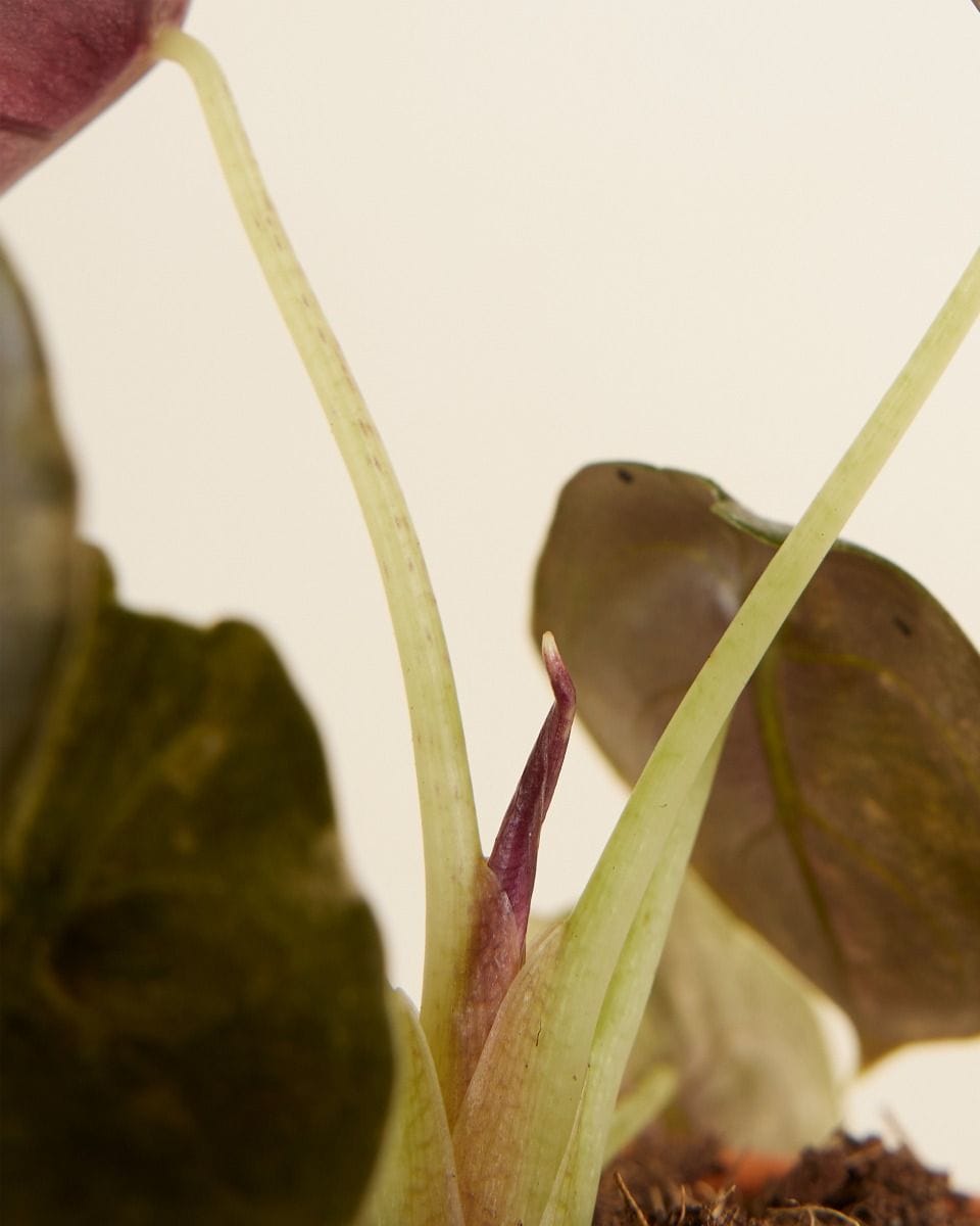 Baby Alocasia Red Secret Variegated