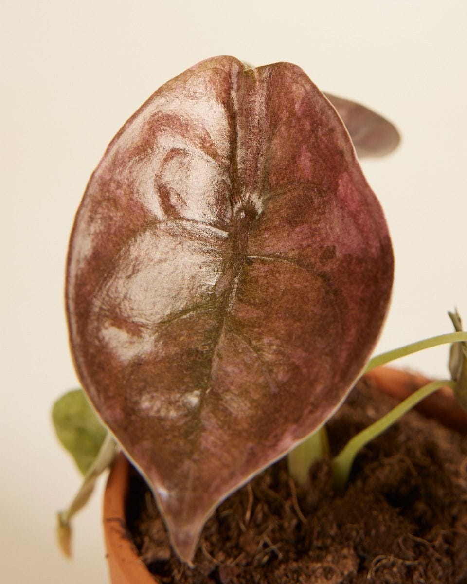 Baby Alocasia Red Secret Variegated