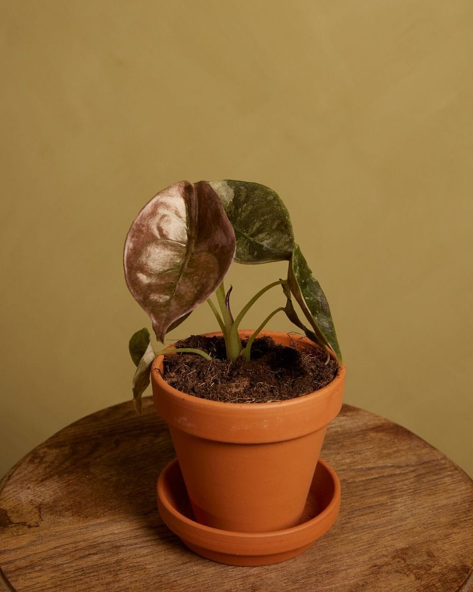Baby Alocasia Red Secret Variegated