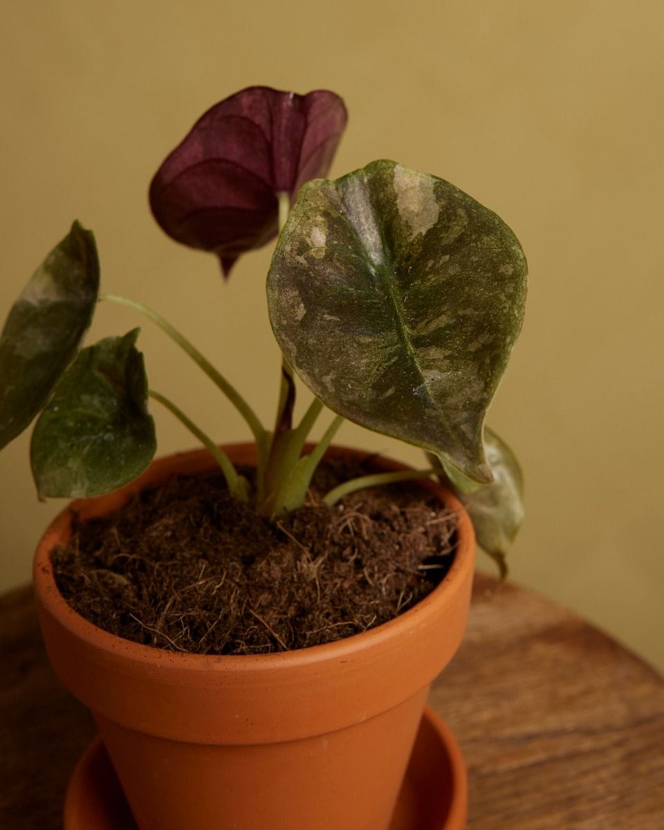 Baby Alocasia Red Secret Variegated