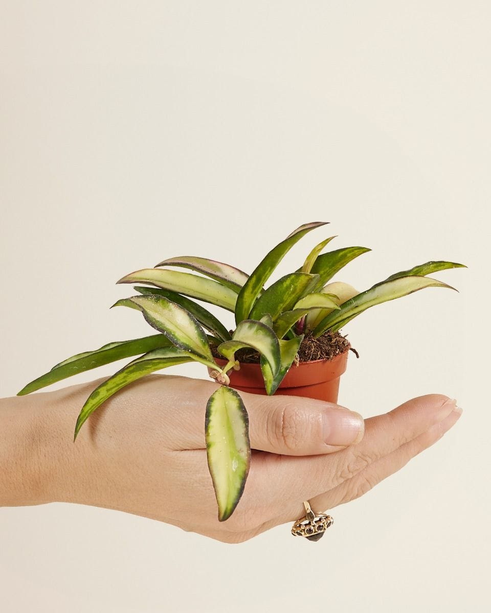 Baby Hoya Wachsblume Wayetii Tricolor