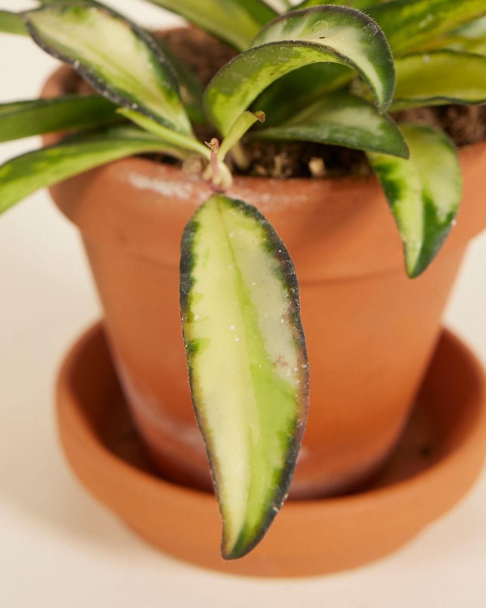 Baby Hoya Wachsblume Wayetii Tricolor