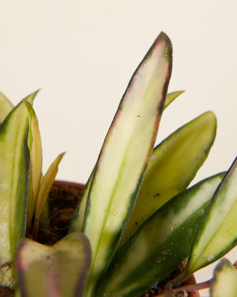Baby Hoya Wachsblume Wayetii Tricolor