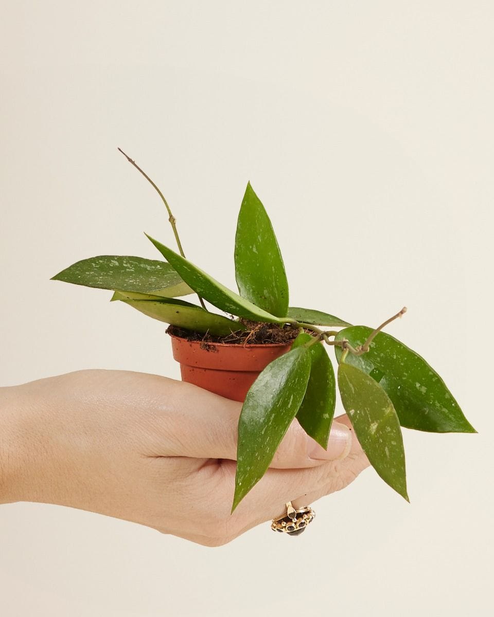 Bebé Hoya Wax Flower Gracilis