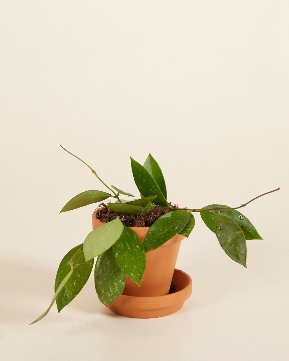 Bebé Hoya Wax Flower Gracilis